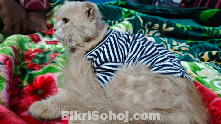 Persian Cat Male 8 Months